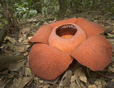 Bên cạnh danh hiệu bông hoa to nhất thế giới, hoa Rafflesia arnoldii còn là một trong những loài bốc mùi kinh dị. Mùi hương của nó được miêu tả giống mùi thịt thối. Điều may mắn là bông hoa to 91 cm chỉ có ở vùng Sumatra và Borneo của Indonesia.
